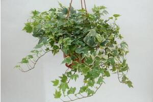 常春藤葉子發(fā)黃的原因有三，讓它重新恢復生機"