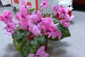 仙客來(lái)開(kāi)花后怎么養(yǎng)，仙客來(lái)花的養(yǎng)護(hù)技巧"