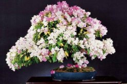 三角梅的修剪與造型，修剪要點以及造型方法"