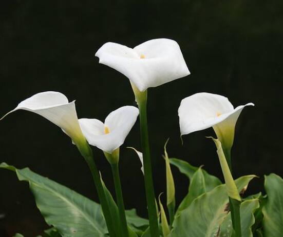 馬蹄蓮的養(yǎng)殖方法和注意事項(xiàng)，教你最實(shí)用五點(diǎn)基本養(yǎng)殖方法"