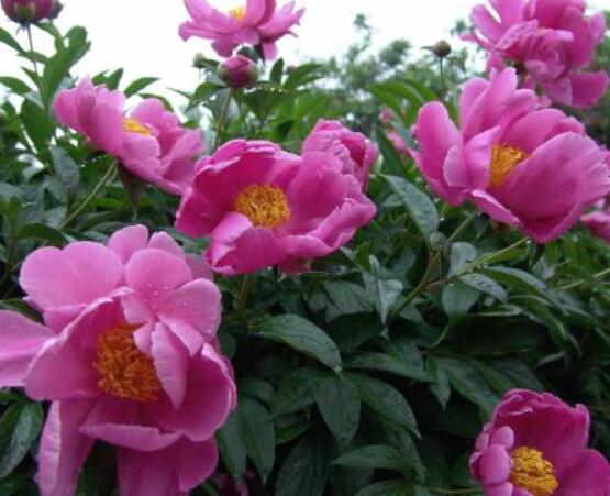 芍藥花幾年開花，每年只含苞盛放一次(花期5-6月)"