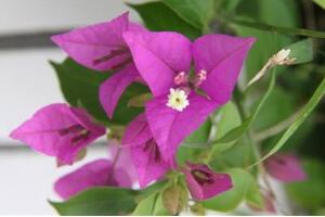 三角梅多久澆一次水，三角梅澆水方法"