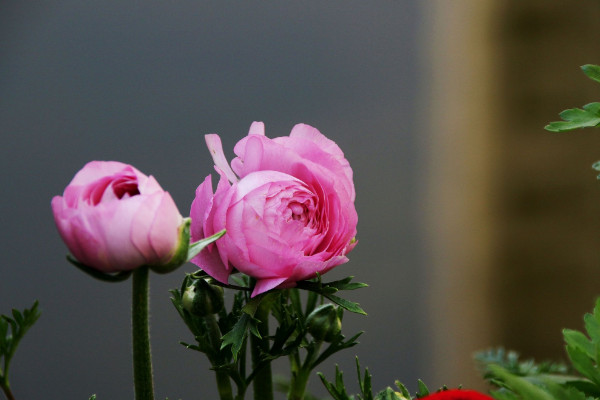 花毛茛的花語是什么，受歡迎/有魅力/高貴典雅"