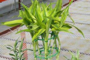 富貴竹品種有哪些，富貴竹品種圖片大全"