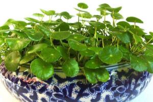 銅錢(qián)草爛根是什么原因，銅錢(qián)草爛根了怎么辦"