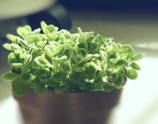 碰碰香爛根處理方法，老農(nóng)總結(jié)兩種最簡單有效措施(輕度與重度)"