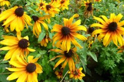 黑心菊怎么養(yǎng)殖，做好以下4點是關(guān)鍵"