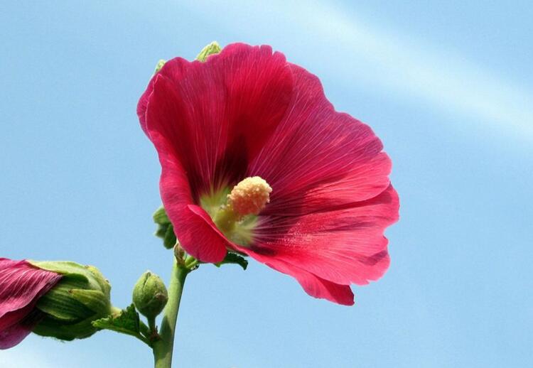 木芙蓉花什么時候開花，在每年的8到11月份開花"