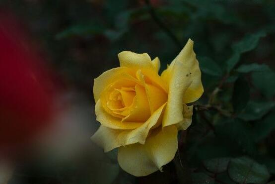 月季花扦插的最佳時(shí)間，每年4-5月、9-10月扦插最好"