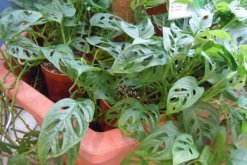 龜背竹風(fēng)水禁忌，不建議擺放在煞氣沖撞的位置"