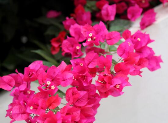 三角梅葉子發(fā)黃怎么辦，四種原因以及解決辦法"