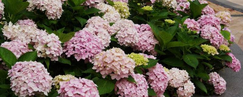 繡球葉子邊緣干枯焦了"