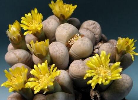 生石花花語是什么，不要送錯/代表著堅強的性格"