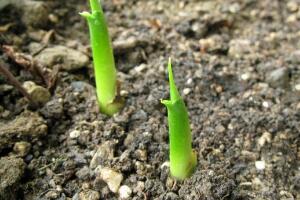 馬蹄蓮怎么繁殖，馬蹄蓮的繁殖方法"