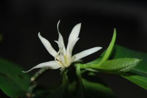 白蘭花花語(yǔ)是什么，高貴典雅/純潔的愛(ài)意"