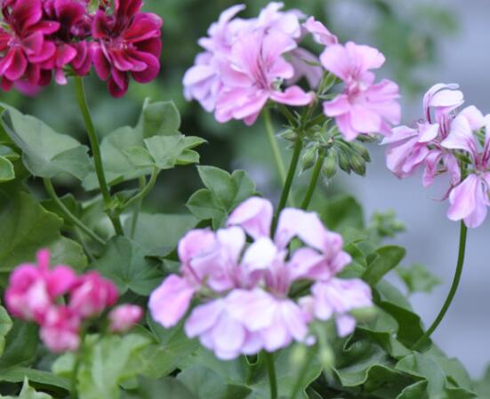 天竺葵和繡球的區(qū)別，教你三種最直接有效分辨方法"