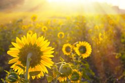 向日葵一般送什么人，送給最親近的人（長輩、領(lǐng)導(dǎo)、朋友）"