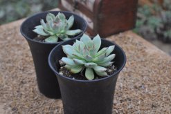 多肉出錦什么意思，在生長過程中產(chǎn)生的變異"