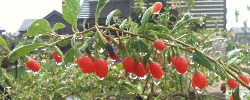 枸杞喜陰還是陽(yáng)光