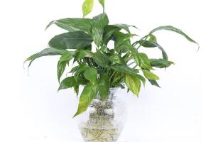 一帆風(fēng)順可以水培嗎，一帆風(fēng)順?biāo)囵B(yǎng)殖方法"