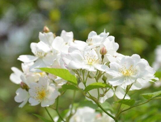 薔薇花的風(fēng)水作用，盤點(diǎn)薔薇花六大風(fēng)水作用"