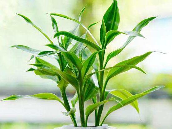 富貴竹有幾種品種圖片，欣賞好看的四種品種圖片"