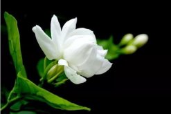 茉莉怎么養(yǎng)才長(zhǎng)得好，做好這四點(diǎn)是關(guān)鍵"