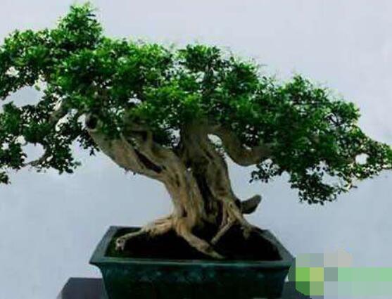 九里香盆景樹樁怎樣變粗，營養(yǎng)豐富、勤修剪，施足肥"