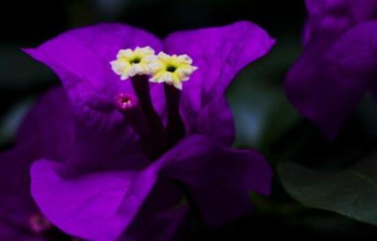 三角梅的水扦插方法，教你三個簡單易學方法(水插爆盆)"