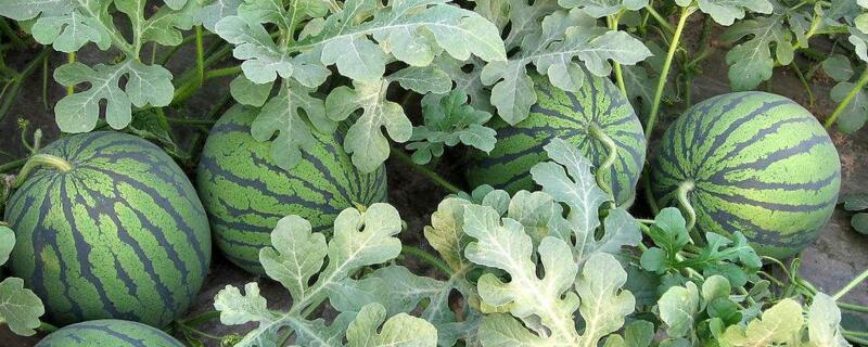 一顆西瓜苗結(jié)幾個瓜"