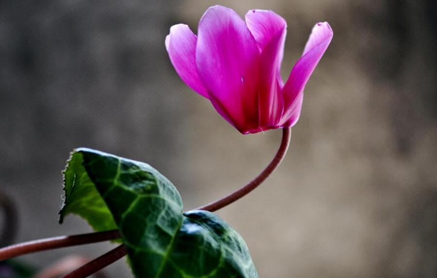 仙客來幾月份開花，集中在冬天這個季節(jié)開花"