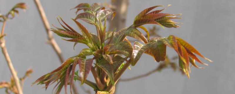 香椿樹(shù)長(zhǎng)什么樣"