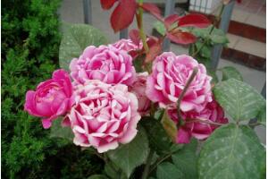 月季花怎么施肥，月季花施什么肥好"