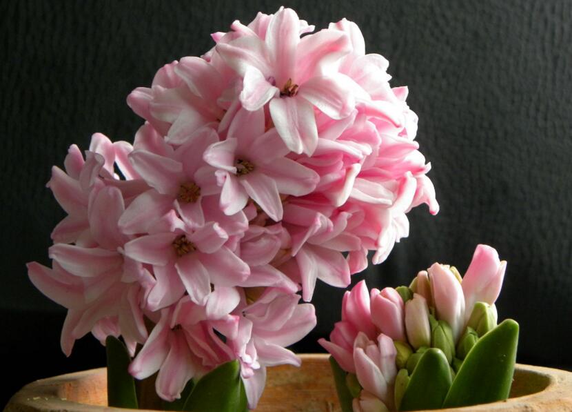 風信子可以用水養(yǎng)嗎，可以/但是要注意及時換水和補充營養(yǎng)"