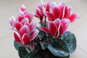 仙客來(lái)的風(fēng)水?dāng)[放位置，書(shū)房擺放仙客來(lái)能帶來(lái)好運(yùn)"