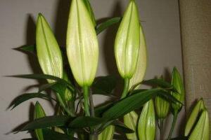 百合花葉子發(fā)黃怎么辦，教你五種方法讓它恢復(fù)生機"