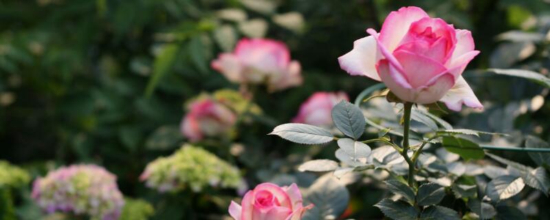 龍沙寶石用多大盆"