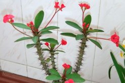 虎刺梅的病蟲害防治，如何防治虎刺梅患病蟲害"