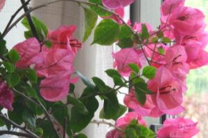 三角梅什么時候開花，三角梅為什么不開花"