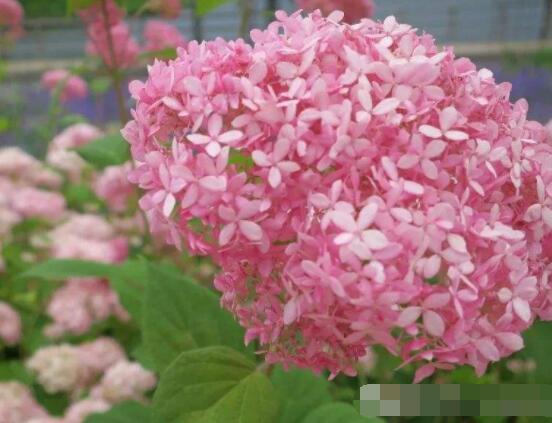 粉色繡球花花語(yǔ)，代表著美好回憶、期待愛(ài)情"