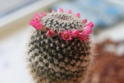 仙人球什么時(shí)候開花，每年的5月份開花（開花條件較高）"