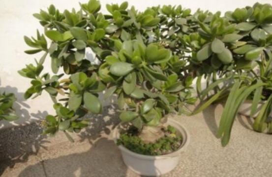 燕子掌葉片發(fā)軟怎么辦，多半是澆水和盆土不當(dāng)導(dǎo)致"