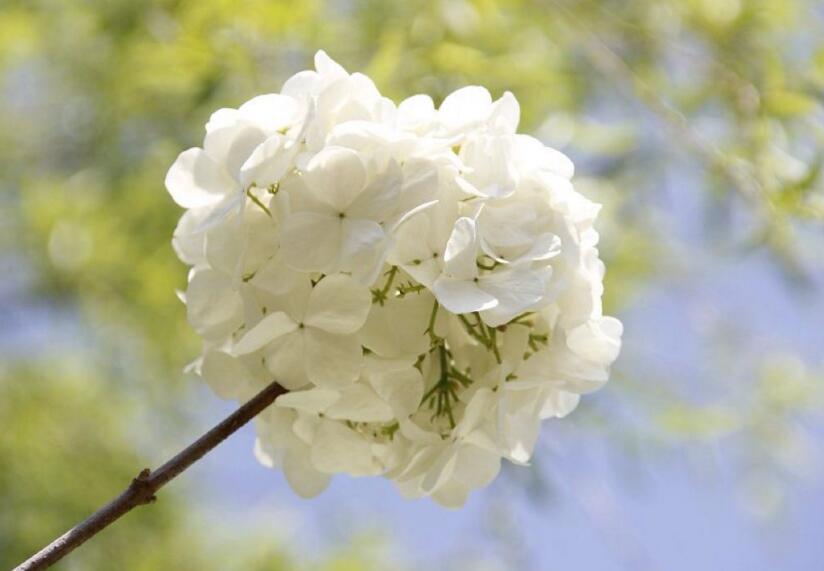 繡球花北方冬天怎么養(yǎng)，要隨著溫度變化進(jìn)行必要的措施"