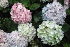 繡球花如何養(yǎng)植，養(yǎng)殖繡球花的四個(gè)步驟"