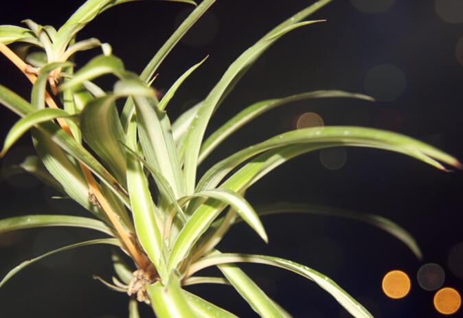 金魚吊蘭的品種，5種常見的品種欣賞