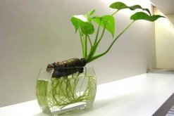 一帆風(fēng)順可以水養(yǎng)嗎，水培的重點(diǎn)在于氧氣、營養(yǎng)以及陽光"