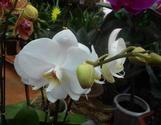 蝴蝶蘭有哪些品種，欣賞最好看的五大品種"