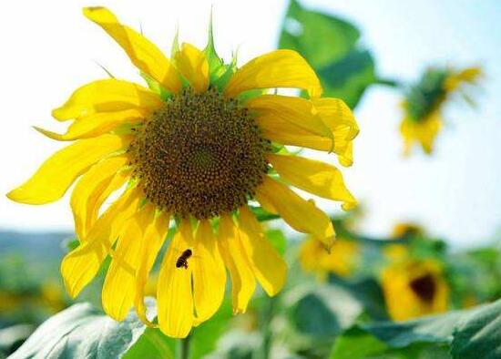 向日葵在風(fēng)水中怎么說，財(cái)源滾滾、化解煞氣"