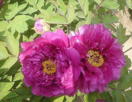 牡丹花品種大全，細數(shù)牡丹花最珍貴的八大品種"