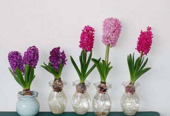 風(fēng)信子水培方法，風(fēng)信子簡(jiǎn)單易學(xué)的四大水培步驟"